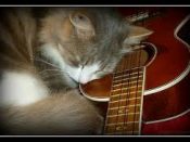 Cats and Ukulele